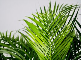 Stražarska palma - Howea forsteriana