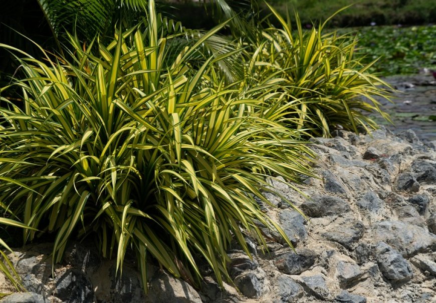 Japanese Sedge Grass - Carex morrowii 