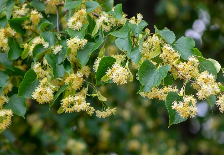 Small-Leaved Linden- Tilia cordata