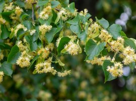 Small-Leaved Linden- Tilia cordata
