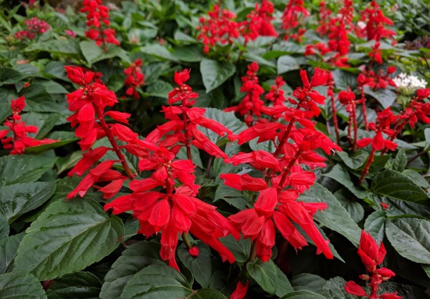 Scarlet sage - Salvia splendens