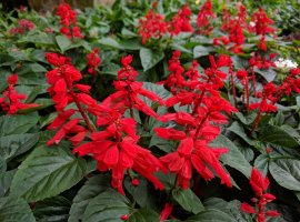 Scarlet sage - Salvia splendens