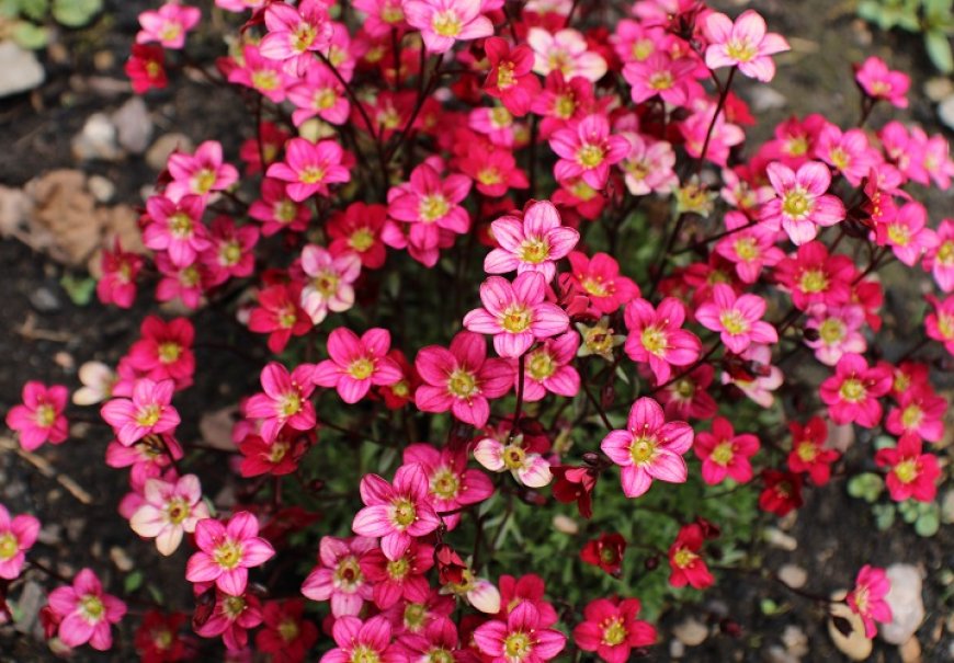 Kamenica - Saxifraga sp.
