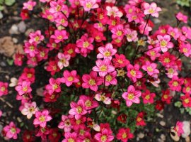 Kamenica - Saxifraga sp.