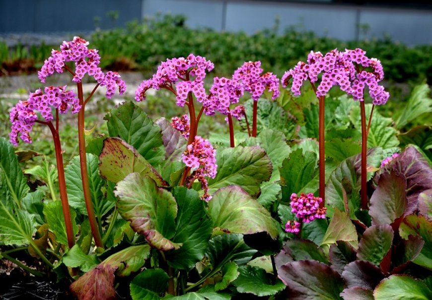 Heartleaf Bergenia - Bergenia cordifolia