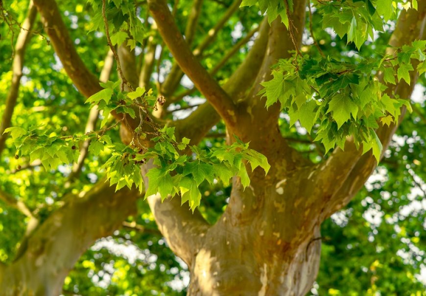 London Plane - Platanus x acerifolia 