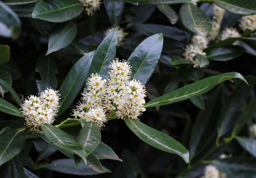 Cherry Laurel - Prunus laurocerasus