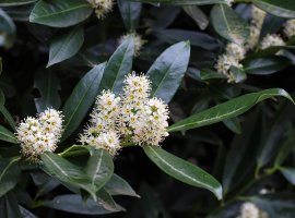 Cherry Laurel - Prunus laurocerasus
