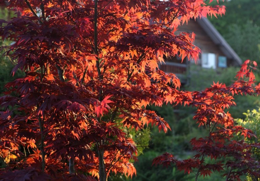 Norway Maple - Acer platanoides 'Crimson King'