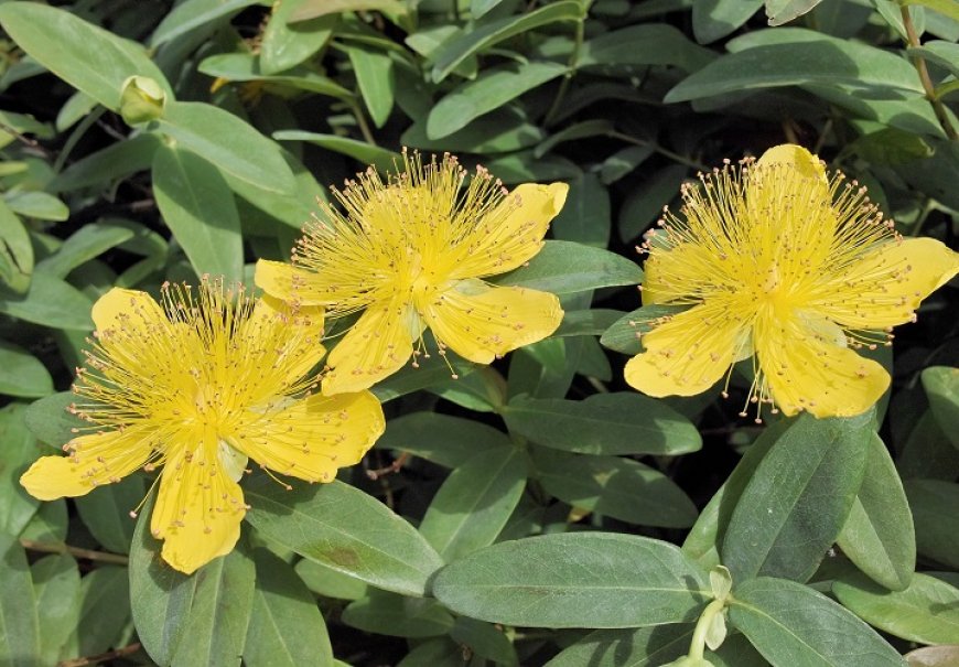 Jerusalem Star - Hypericum calycinum