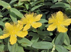 Jerusalem Star - Hypericum calycinum