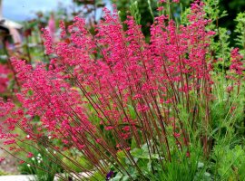 Koraljni zvončić - Heuchera sanguinea