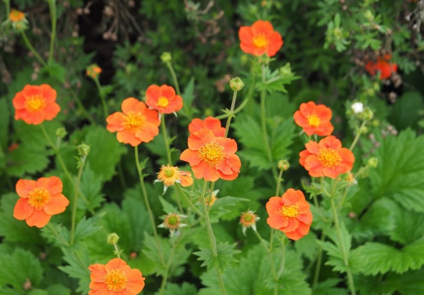 Geum - Geum coccineum