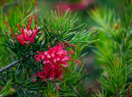 Juniper Grevillea -  Grevillea juniperina