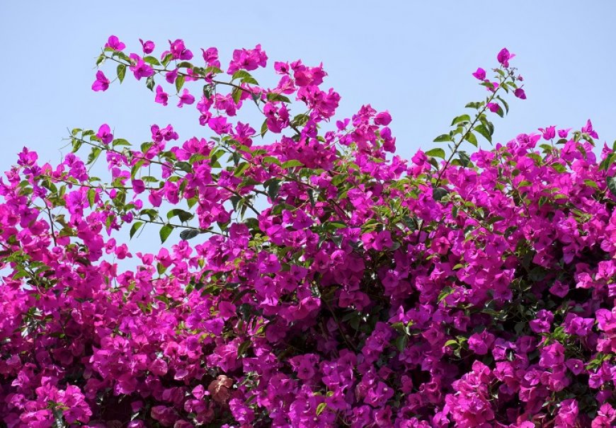 Paper Flower - Bouganvillea glabra
