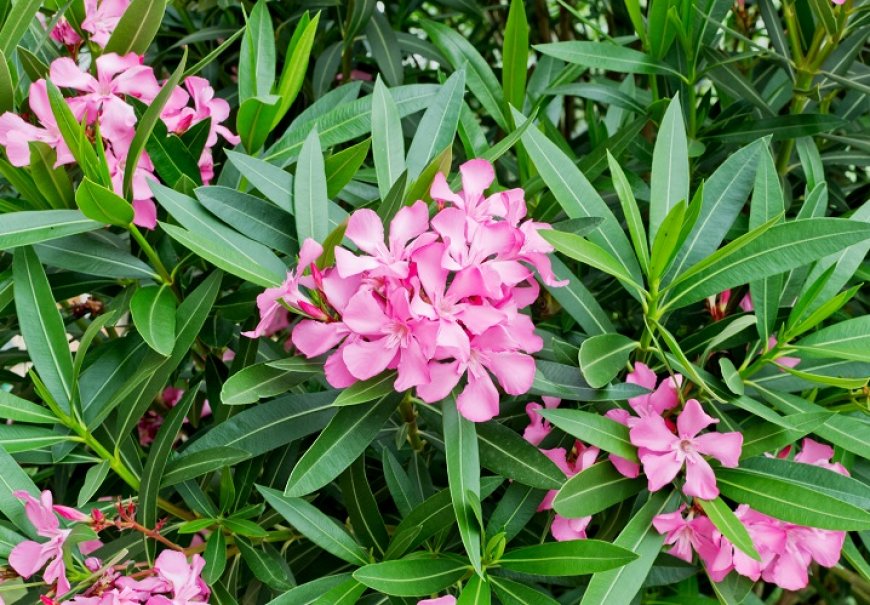 Oleander - Nerium oleander