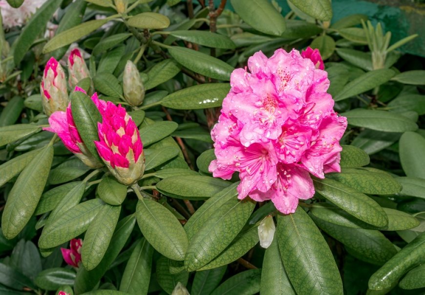 Sleč - Rhododendron sp.
