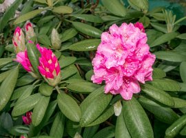 Rhododenddron - Rhododendron sp.
