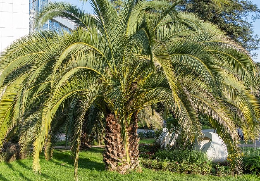 Butia - Butia capitata