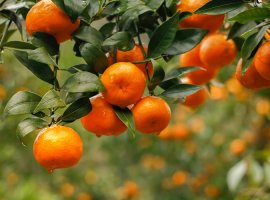 Mandarina - Citrus deliciosa