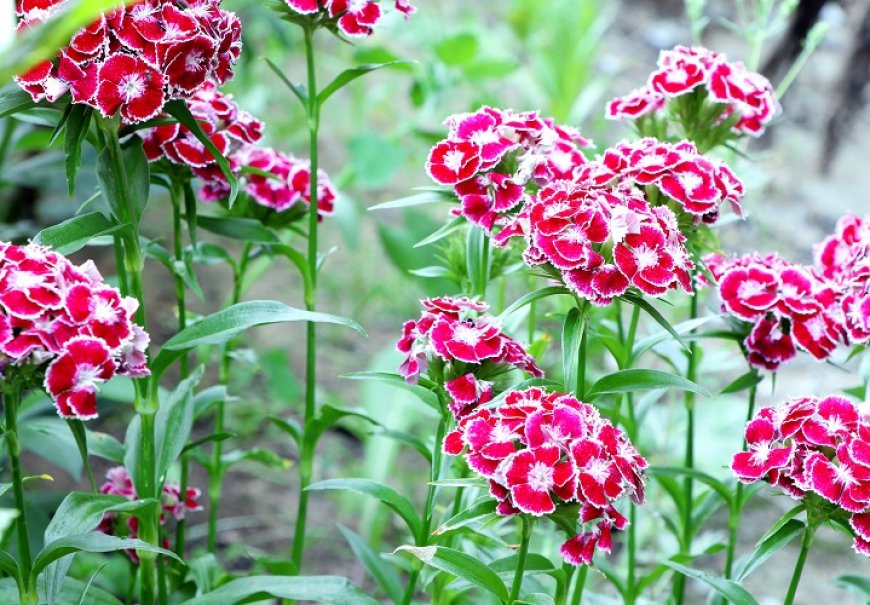 Klinčići/karanfili - Dianthus sp.