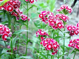 Klinčići/karanfili - Dianthus sp.