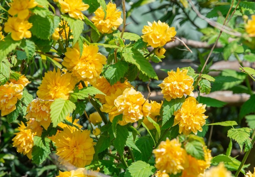 Kerija - Kerria japonica