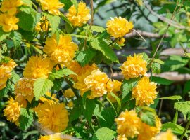 Kerija - Kerria japonica