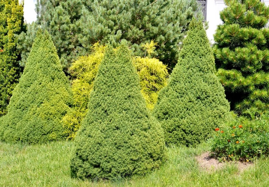 Alberta White Spruce - Picea albertiana 'Conica'