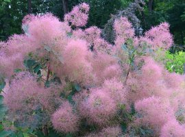 Smoketree - Cotinus coggygria 