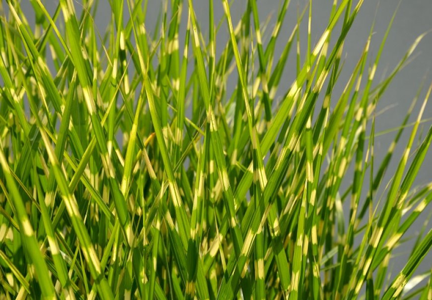Kineski šaš - Miscanthus zebrinus