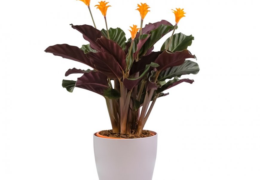 Rose Painted Calathea - Calathea crocata 