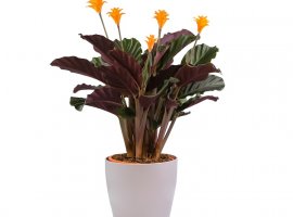 Rose Painted Calathea - Calathea crocata 