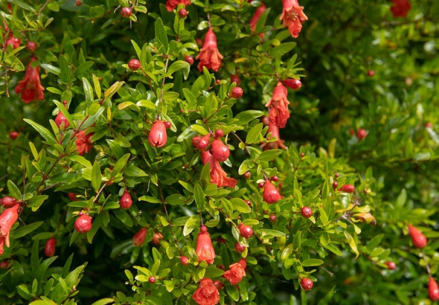 Pomegranate - Punica granatum