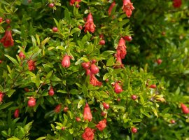 Pomegranate - Punica granatum