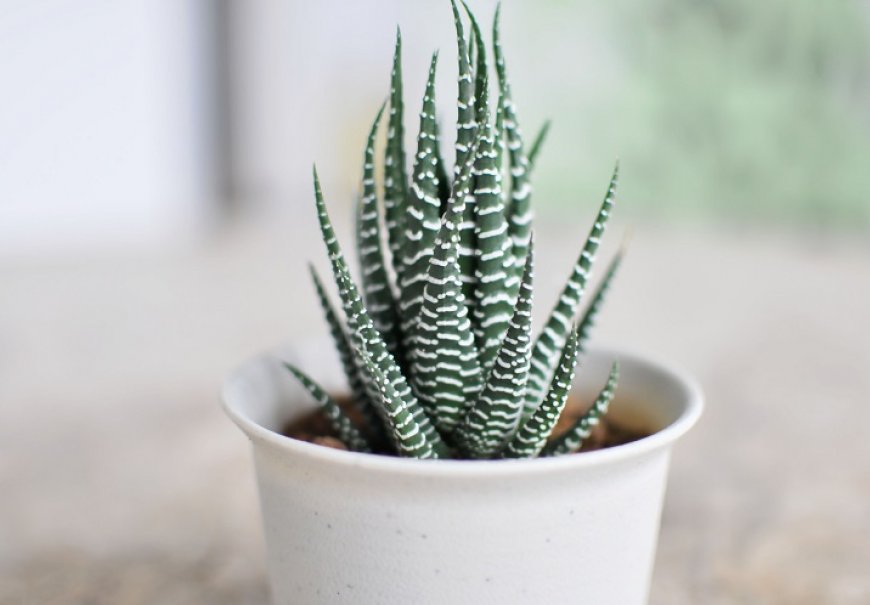 Zebra Plant - Hawortiha fasciata