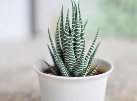 Zebra Plant - Hawortiha fasciata