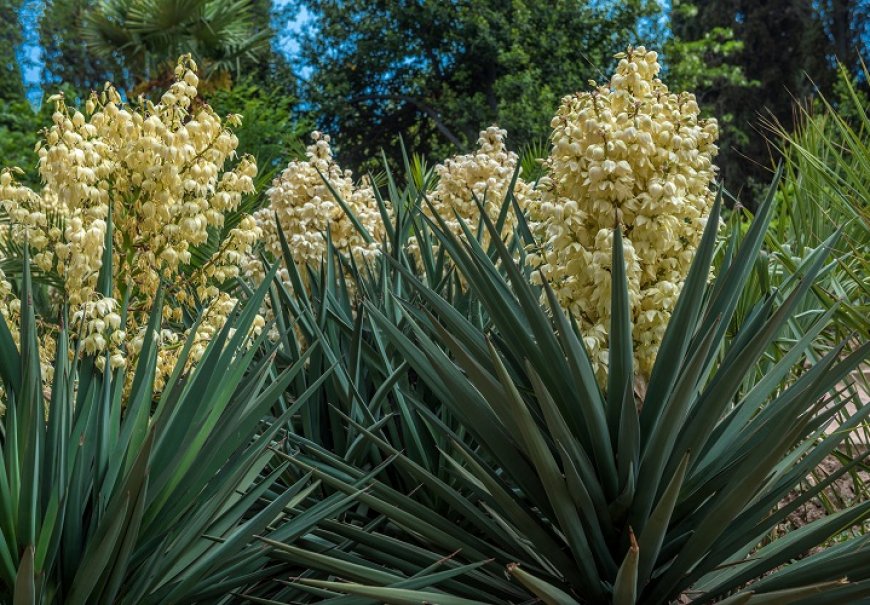 Juka - Yucca gloriosa