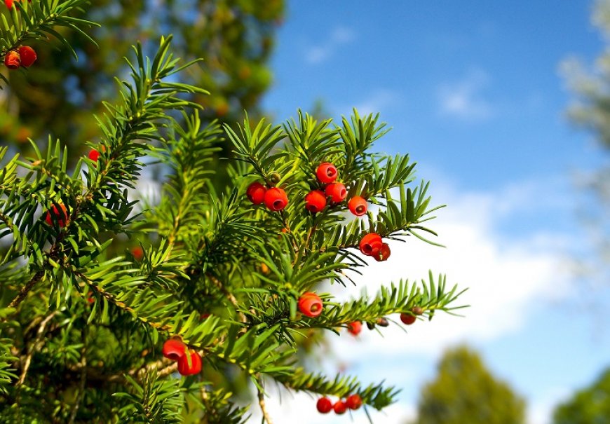 Common Yew  - Taxus bacata