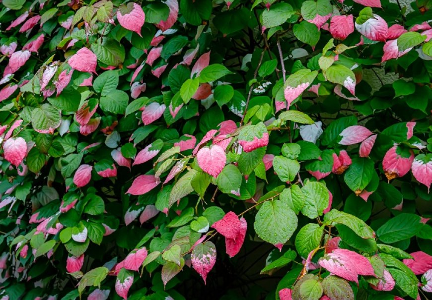 Kivi - Actinidia kolomikta