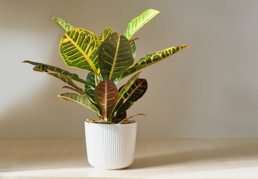 Croton - Codiaeum variegatum