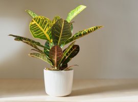 Croton - Codiaeum variegatum