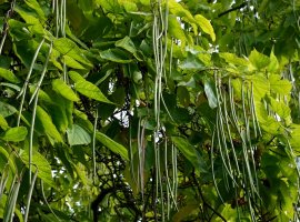 Catalpa Tree - Catalpa bungei