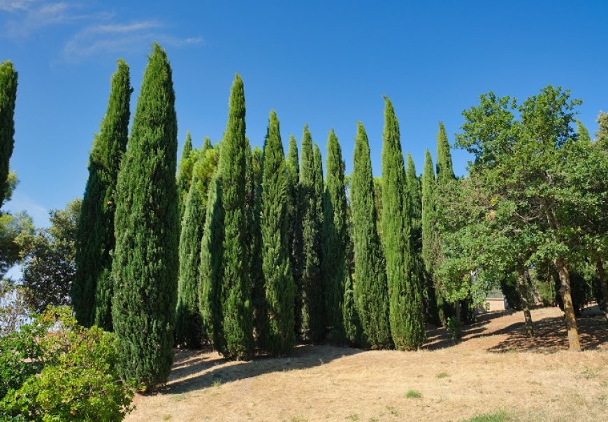 Čempres - Cupressus sempervirens