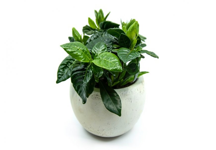 Cape Jasmine - Gardenia jasminoides