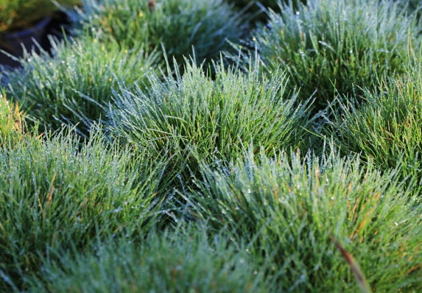 Bearskin Fescue - Festuca scoparia