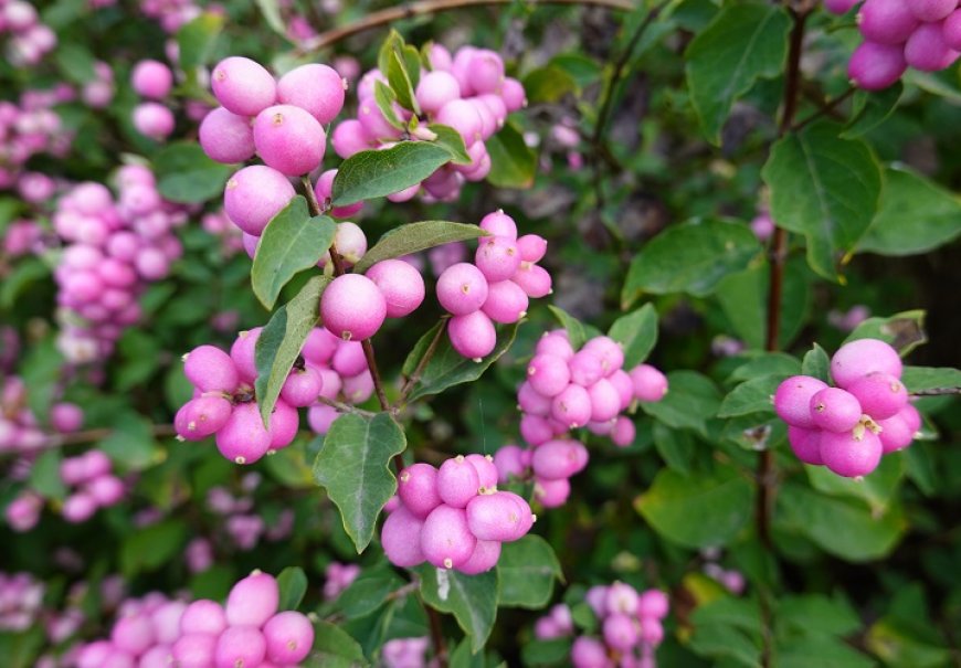 Snowberry - Symphoricarpos x doorenbosii 