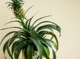 Pineapple - Ananas comosus