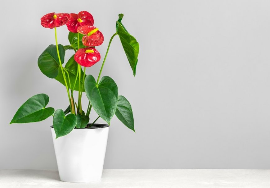 Flamingo Lily - Anthurium x andreanum