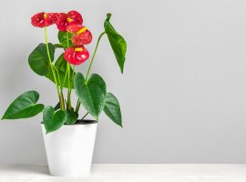 Flamingo Lily - Anthurium x andreanum